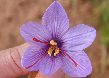 azafran